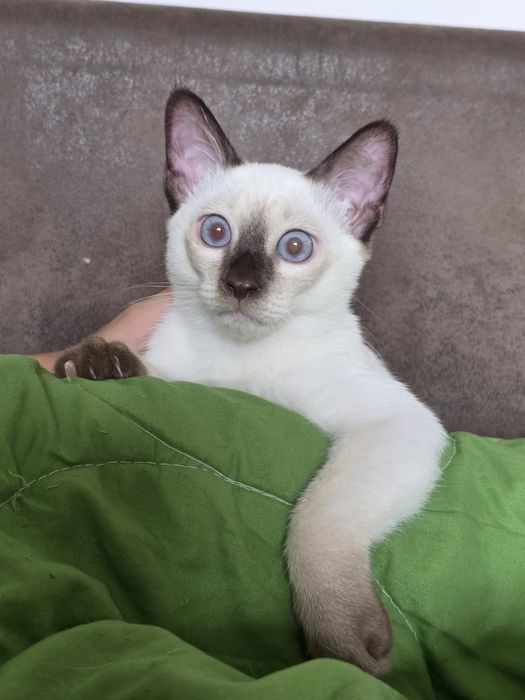 Тайский котенок мальчик