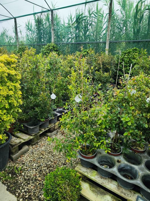 Eugenias Myrtifolia Newport