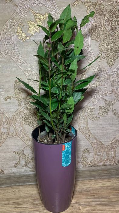 Лавр Шляхетний /Лаврове дерево