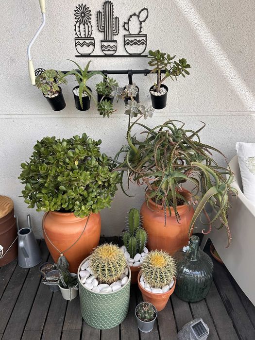 2 vasos com cactos tamanho médio (60cm vaso + 50cm cacto aprox.)