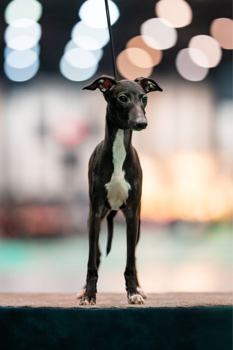 Charcik włoski, piesek, rodowód FCI, warunek hodowlany