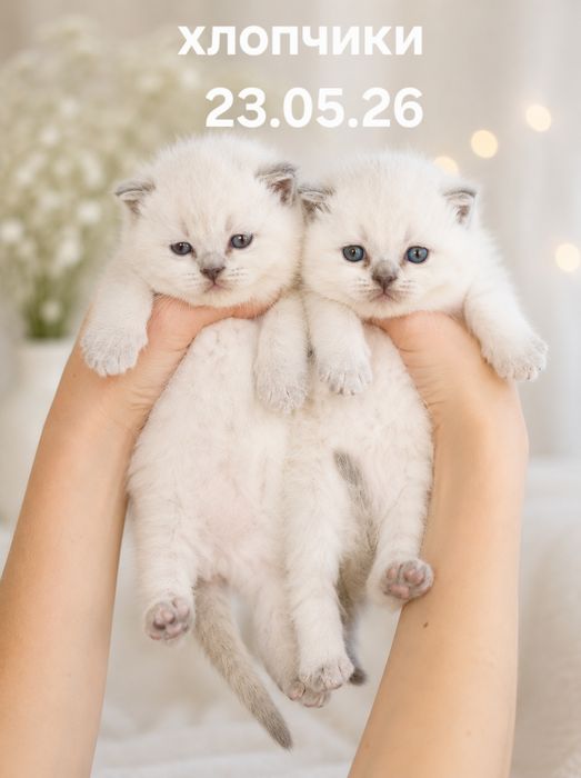 Щотландські кошенята