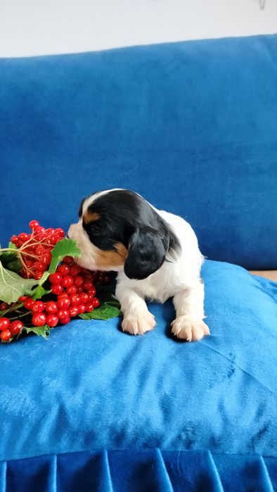 Przepiękny piesek tricolor Cavalier King Charles Spaniel  Czarlie