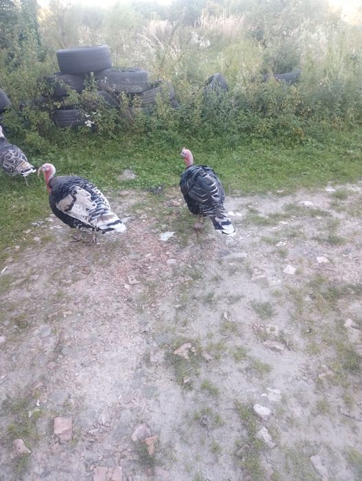 Індики продаються