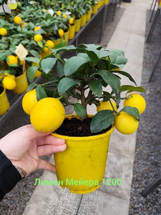 Продам Цитрус Каламондин, Лимон Мейера , Лаймкват,Червоний лайм,Оливка