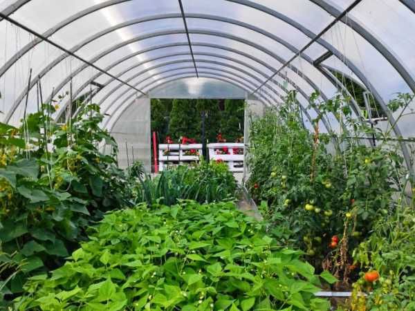 Szklarnia Tunel Ogrodowy Poliwęglan 4/6mm 4m x 4/6/8/10 Profil 40x20mm