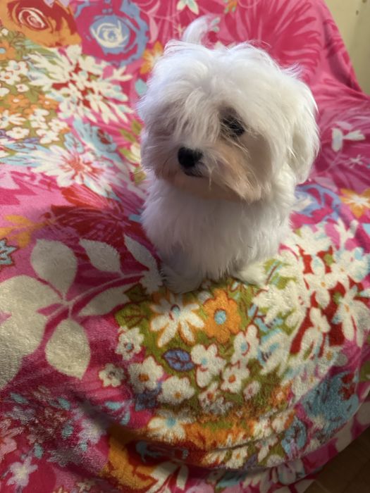 Maltańczyk piesek miniaturka XS