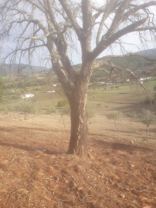 Limpeza de terrenos agrícolas.