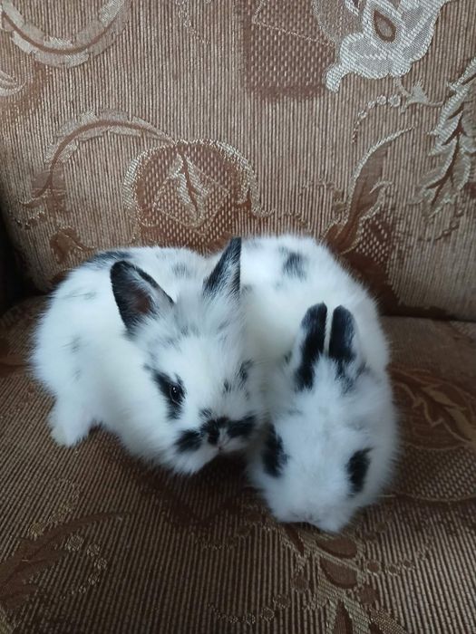 Карликовые кролики