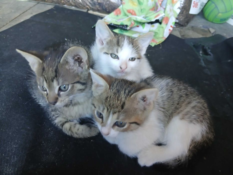 Oddam 2 miesieczne kotki