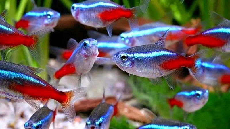 Рибки , черепашки ,акваріуми , корма, фільтри , компресори , водорослі