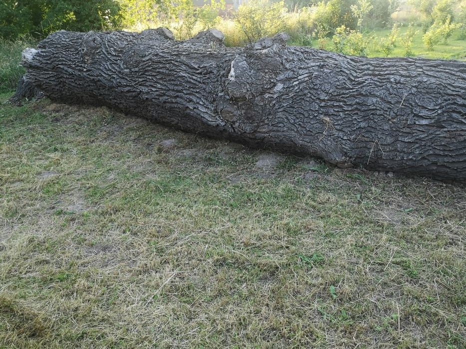 Sprzedam Kłoda dębu