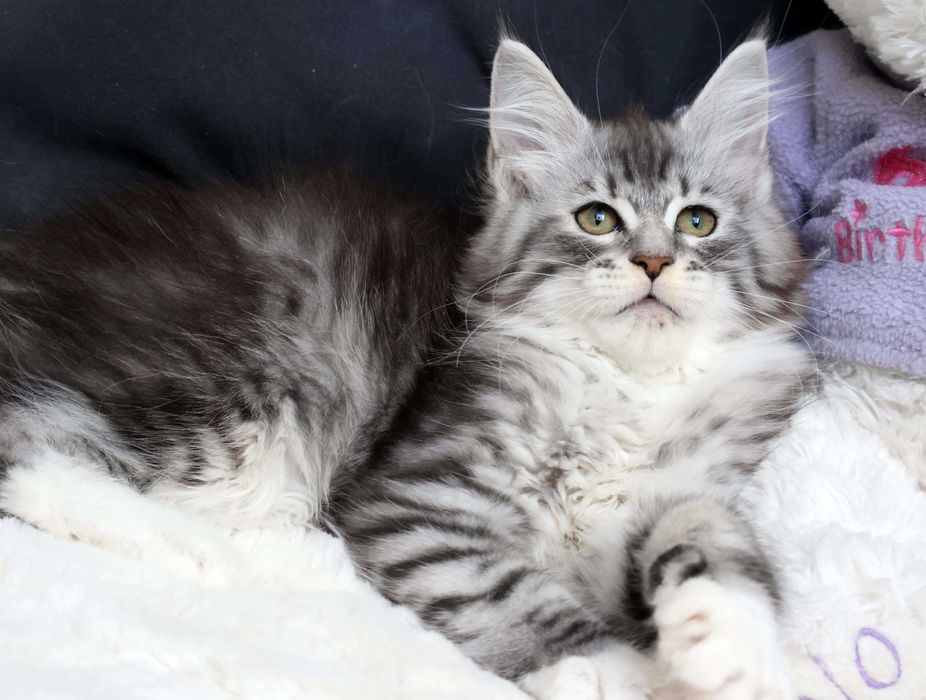 Wspaniała centkowana kocica Maine coon