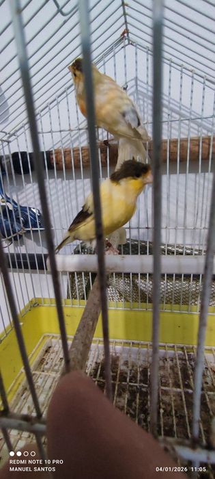 Casal de canários prontos para criarem
