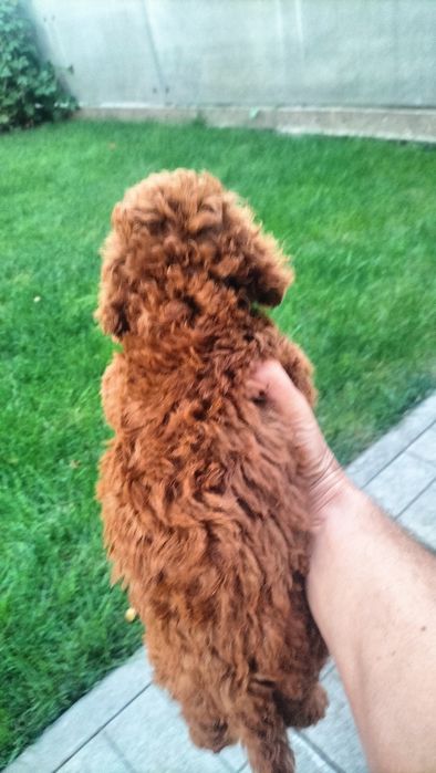 Тойчики з питомника