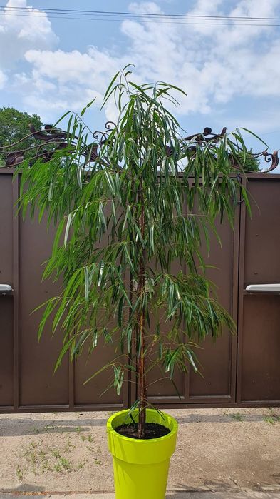 Фікус Алі Бінендійка