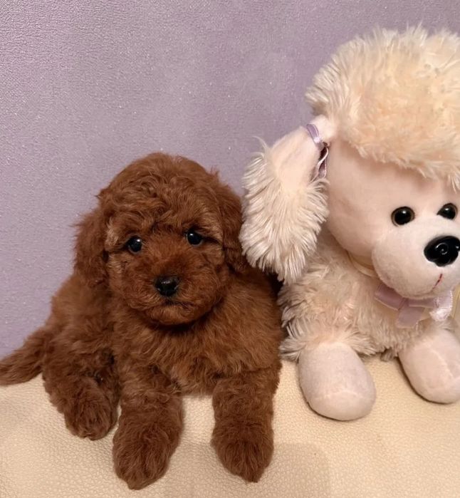 Класний малюк той пудель