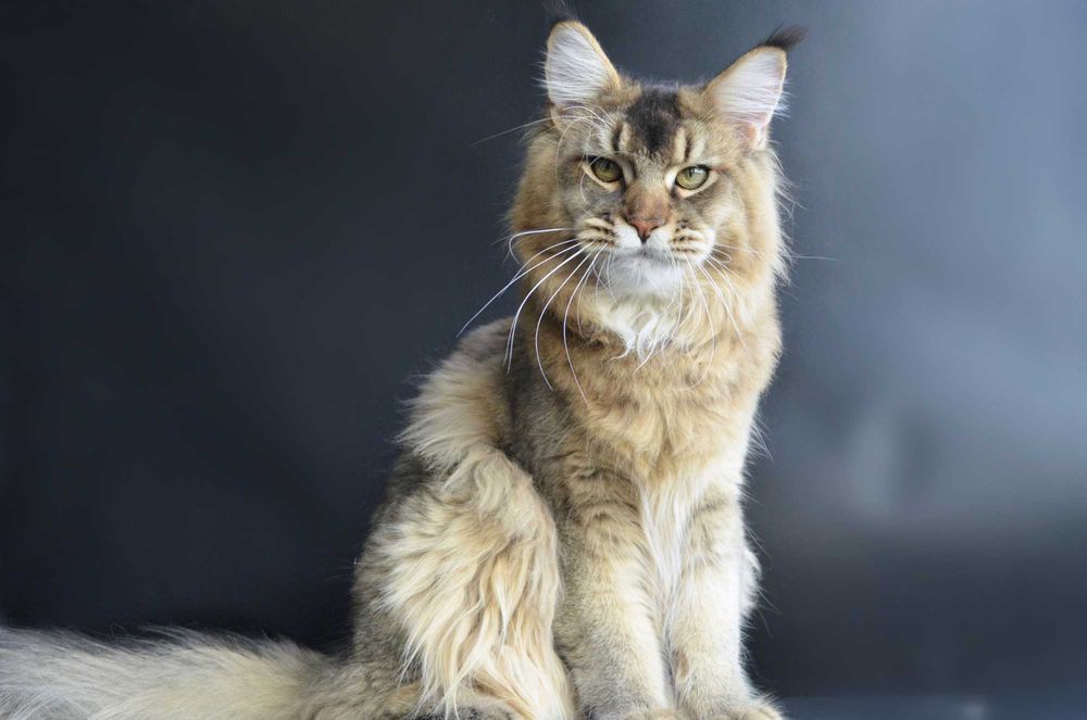 Мальчик Romeo .Мейн кун.