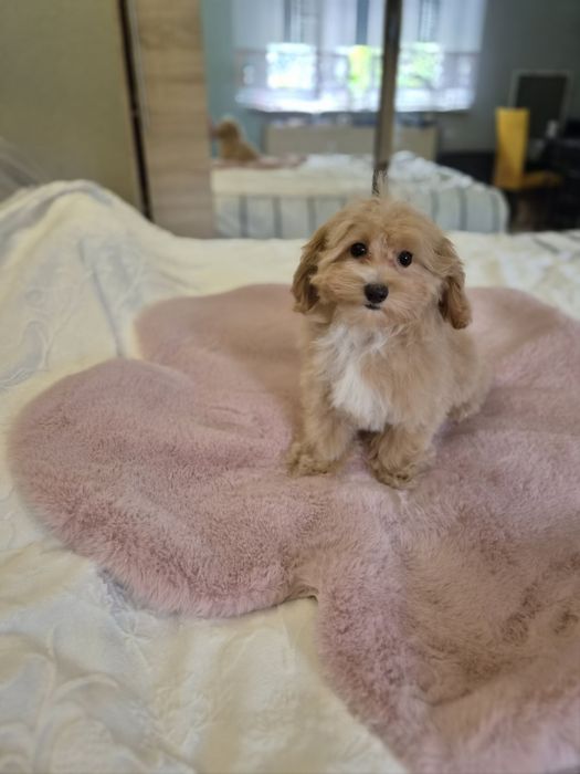 Maltipoo, suczka ,kąplet szczepień