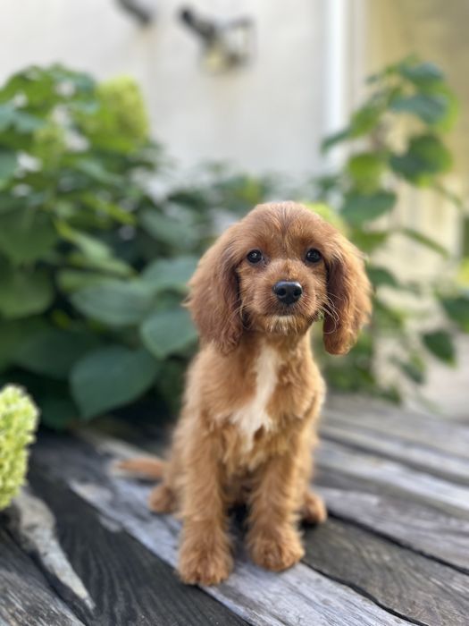 Кавапу (Cavapoo)дівчинка
