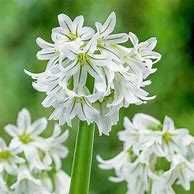 Plantas de Allium triquetrum com flores ou bolbos