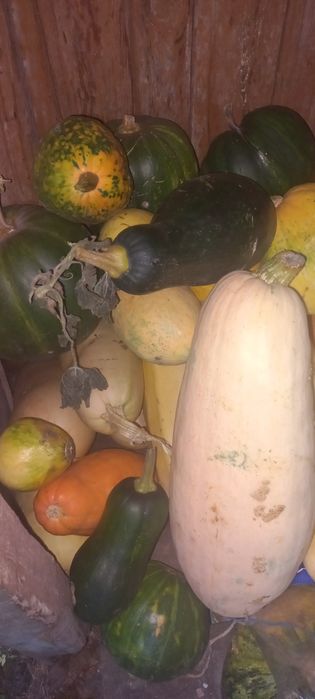 Продам домашние гарбуз/тыква