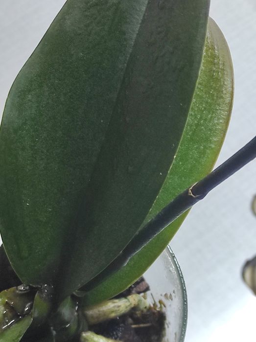 Орхідея фаленопсис орхидея фаленопсис