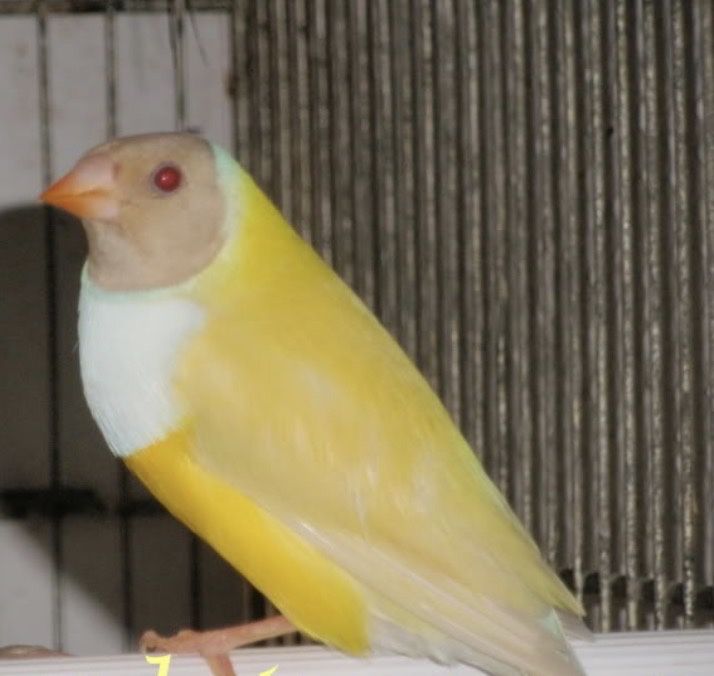 Diamante de gould lutinos e portadores de lutinos