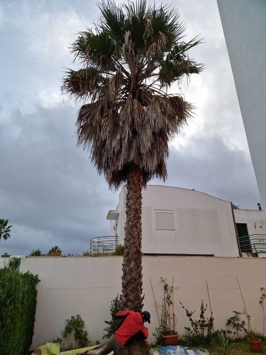 Limpeza de terrenos. Poda, cote e abate de arvores, palmeiras e jardinagem