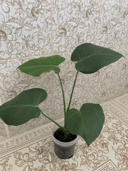 Кімнатні рослини,сансевієрія, папороть кучерява,олеандр ,монстера