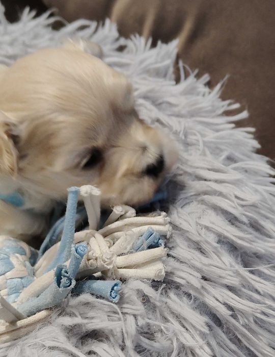 Drobniutki chłopczyk -Maltipoo F1