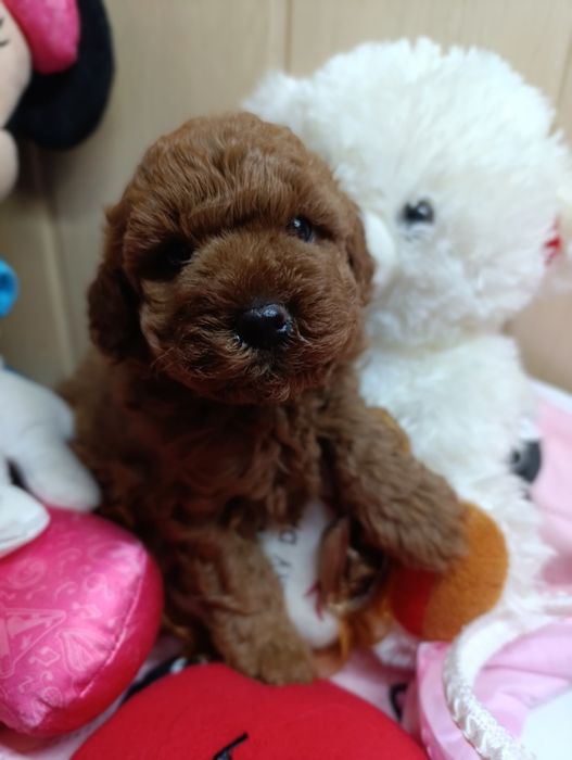 Ред Брауни Пуделяшки кудряшки