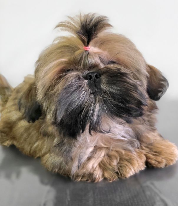 Filhote Fêmea Shih Tzu