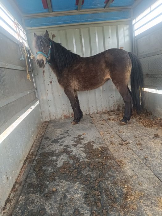 Para venda pônei muito linda