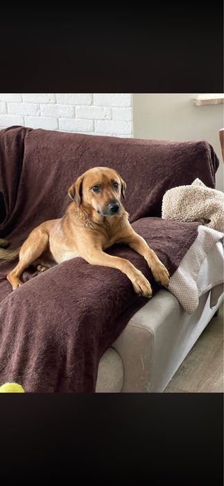 Młody psiak do adopcji!