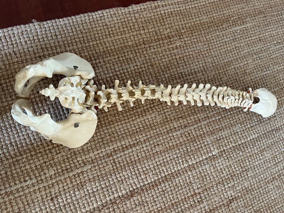 Modelo de Coluna Vertebral Flexivel para estudo