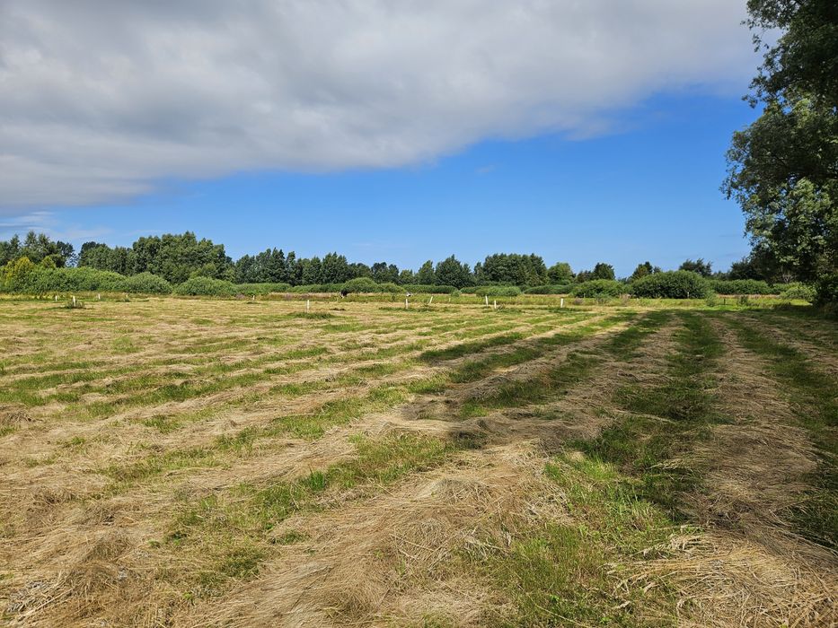 Karwia działka nad morzem w promocyjnej cenie - Widok 3