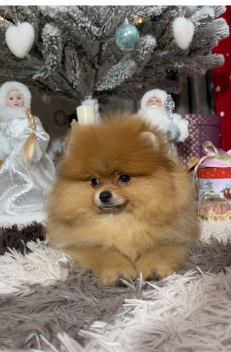 Шпiц цуценя КСУ .