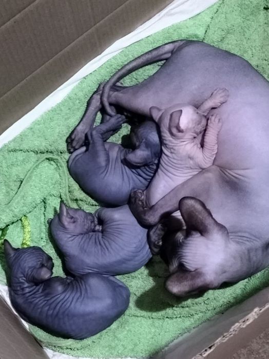 Канадський сфінкс