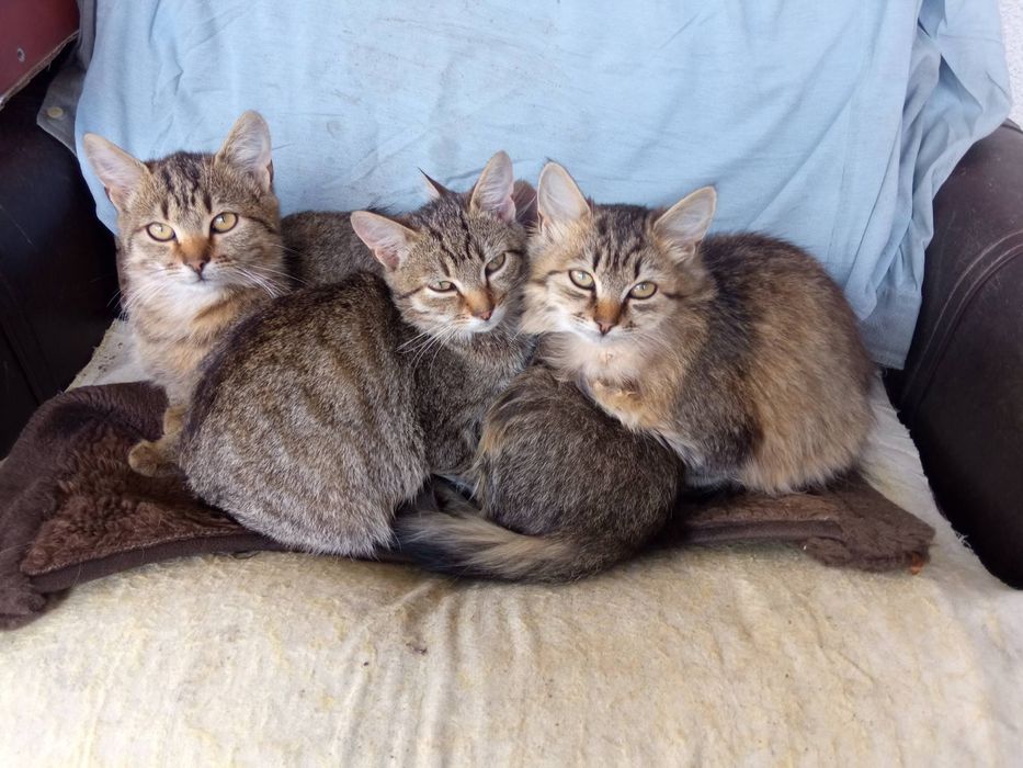 Віддам котиків в добрі руки