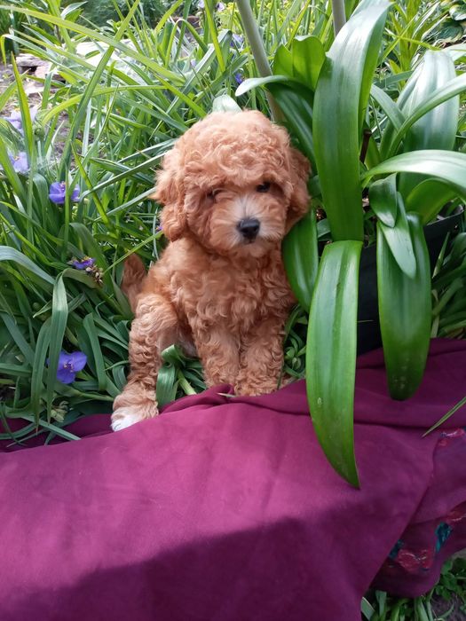 Красуня мальтіпу