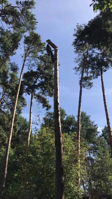 Видалення дерев,спил проблемних дерев,дробіння гілок