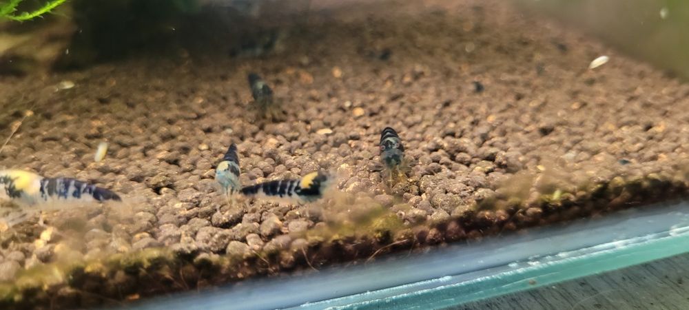 Krewetki dragon blood