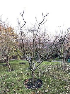 Обрізка плодових дерев а також оброботок від шкидників