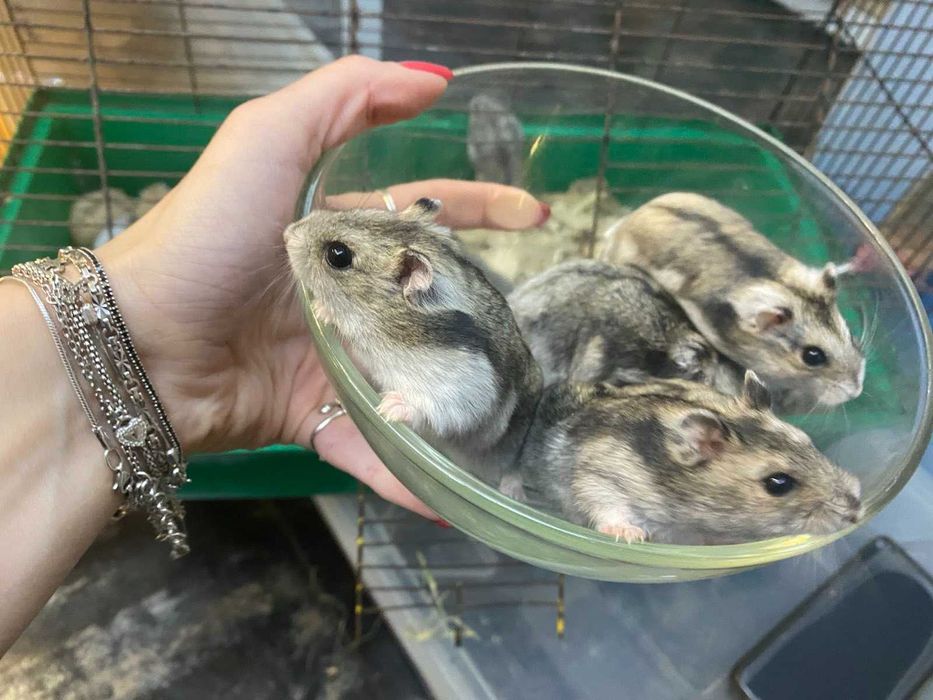 Карликовий ручний домашній хомячок джунгарік