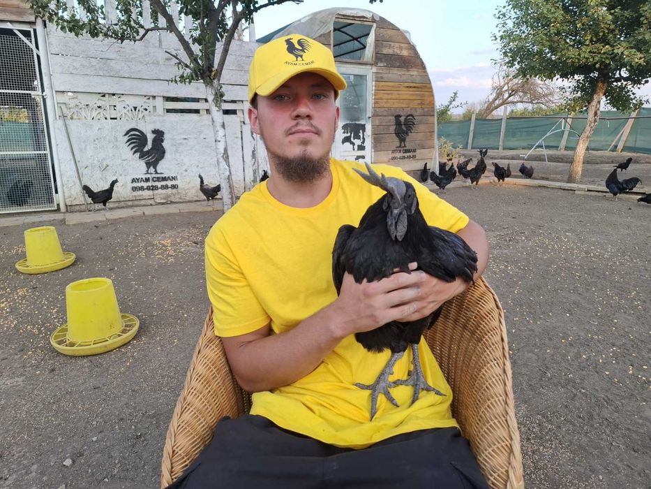 Куры породы Аям Цемани