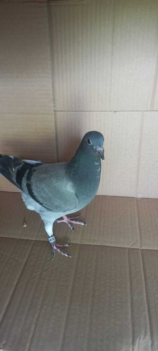 Młode gołębie pocztowe