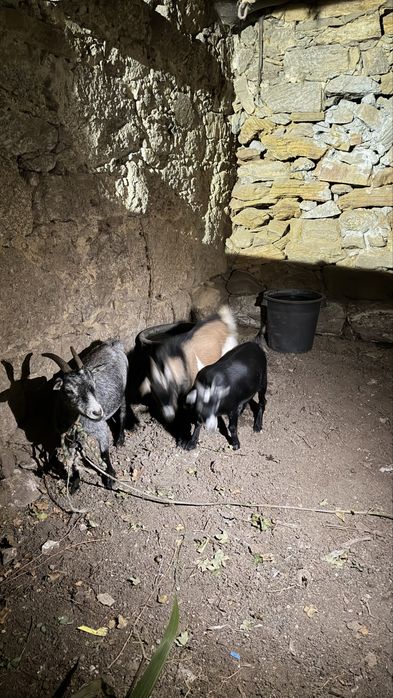 Vendo 2 cabras prenhas + 1 bode