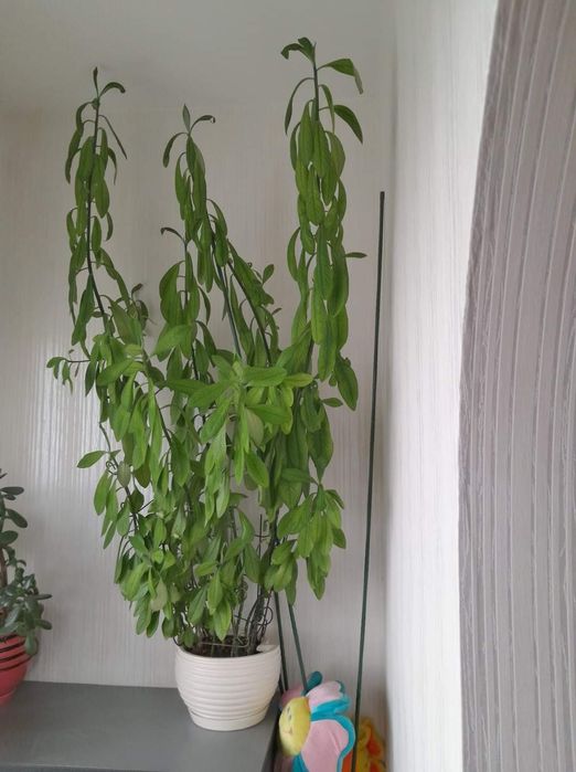 Вазон Молочай(великий)