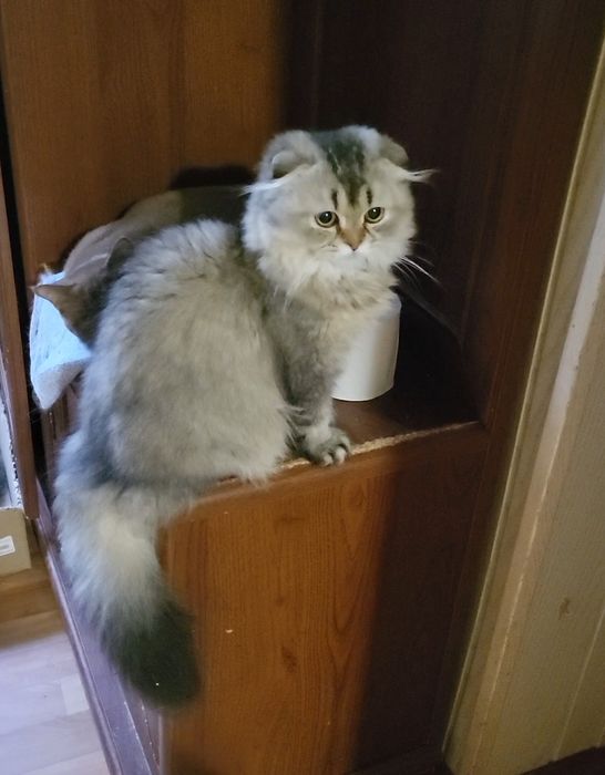 Очень красивая и нежеая девочка,очень ручная!